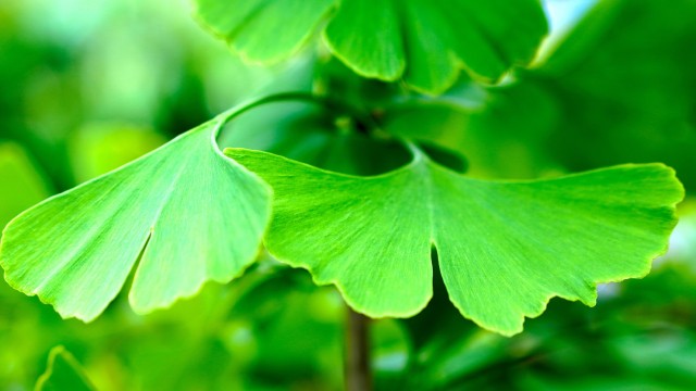 El árbol sagrado de Japón.